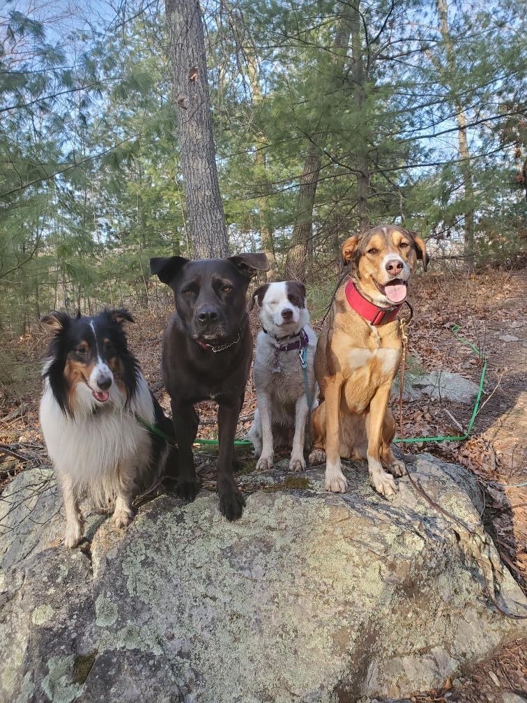 Community Canine LLC - Photo 2