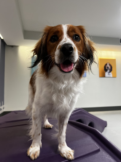 Dog City by Bostons Best Dog Walkers and Pet Services