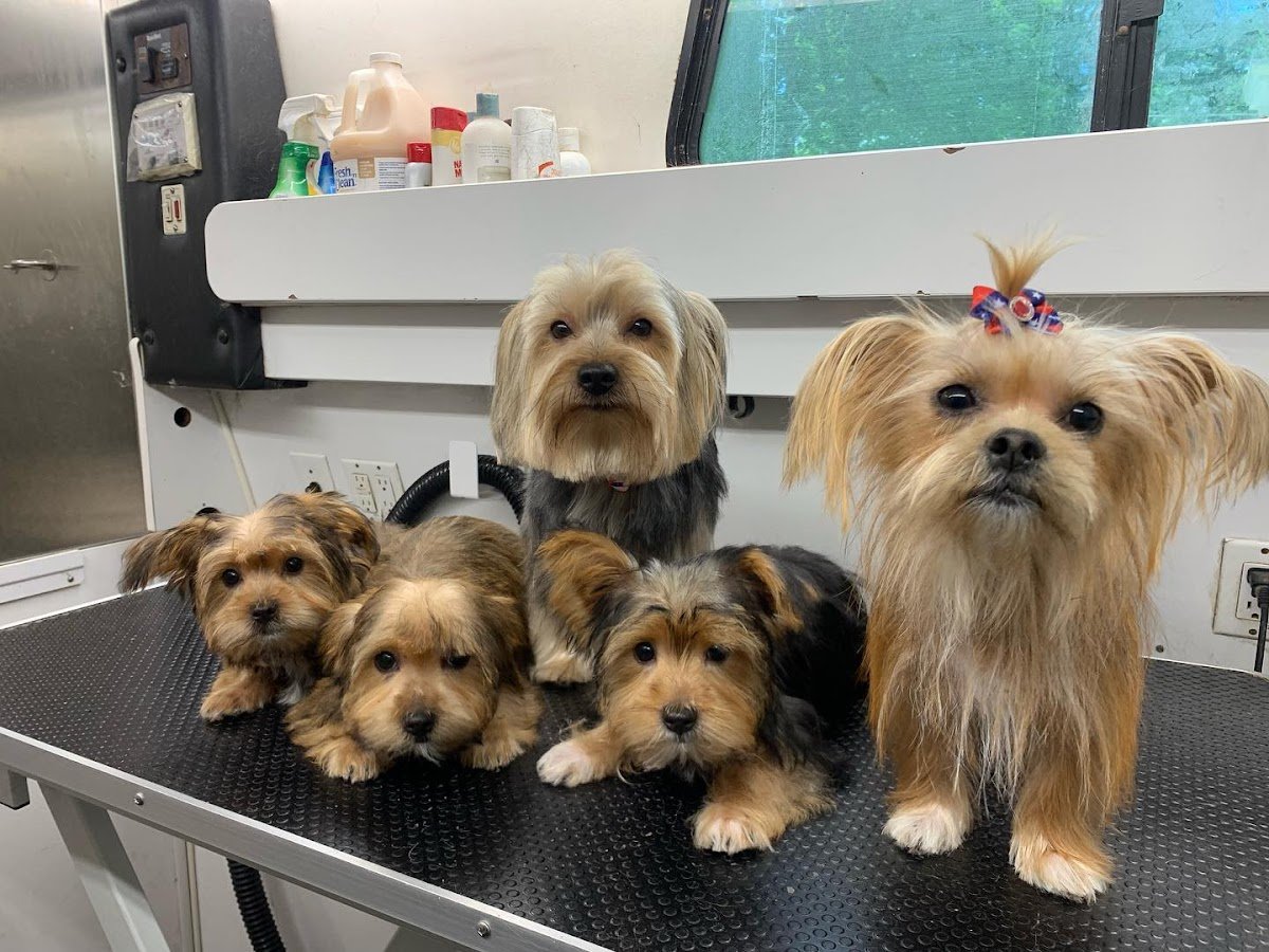 MP Grooming Inc - Photo 2