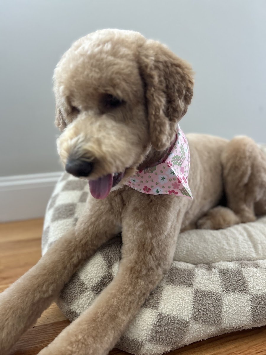 Overall Pet Salon - Photo 2