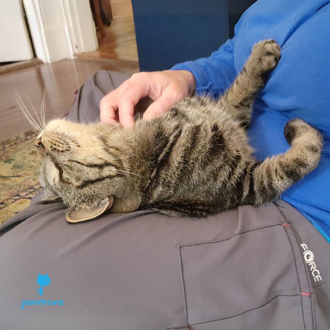 Purrmore Cat Care - Photo 2