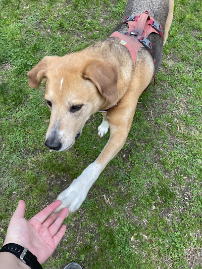 Together We Thrive Dog Training