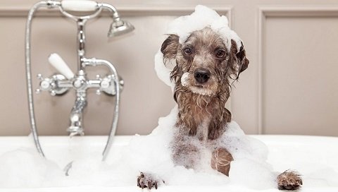Mutt Hut Day Care - Photo 2