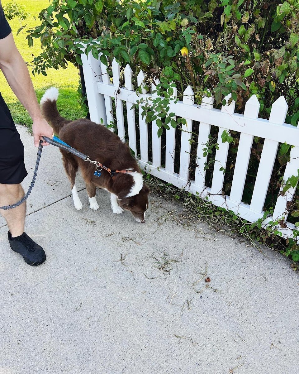 Dani's Pet Care, LLC - Photo 2