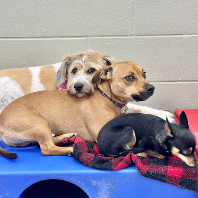 Red Dog Pet Resort & Spa Boston