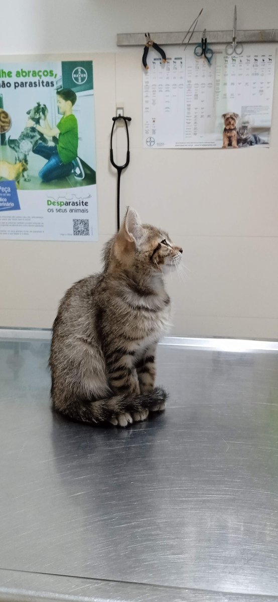 Monvet-serviços Veterinários Lda - Pet Shop em Coimbra