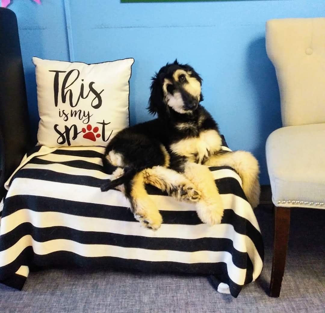 La-Chic Dog-Cat Grooming Salon - Photo 2