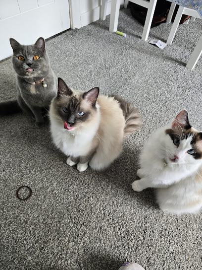 Rachel's Rascals Pet Sitting