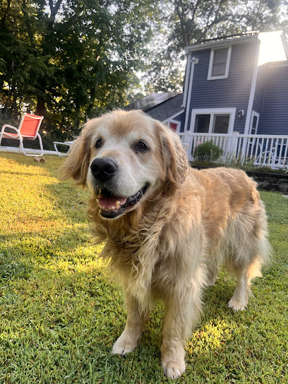 Norwood Trusted Pet care - Pet Shop in Boston