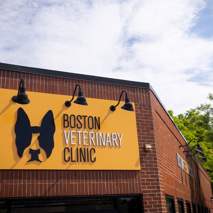 Boston Veterinary Clinic - Photo 2