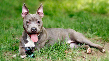 Colonial Dog Training