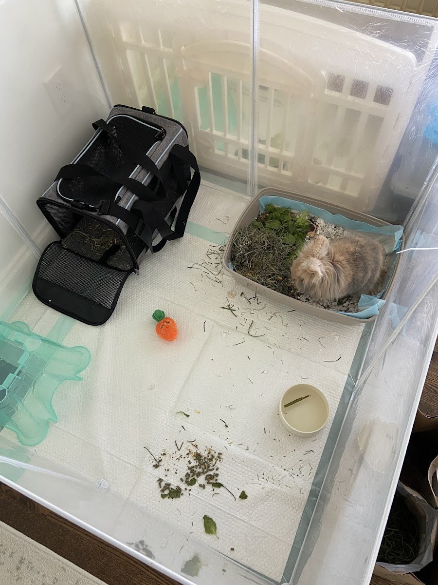 Boston Bunny Boarding - Photo 2