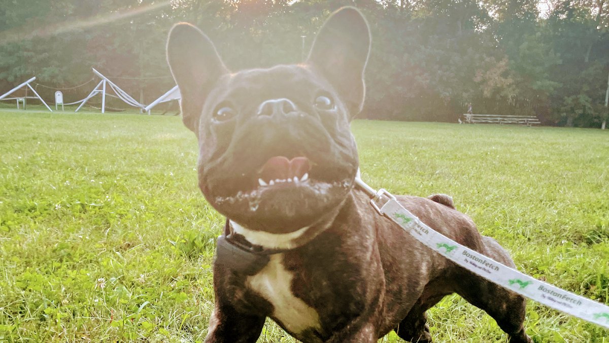Boston Fetch - Photo 2