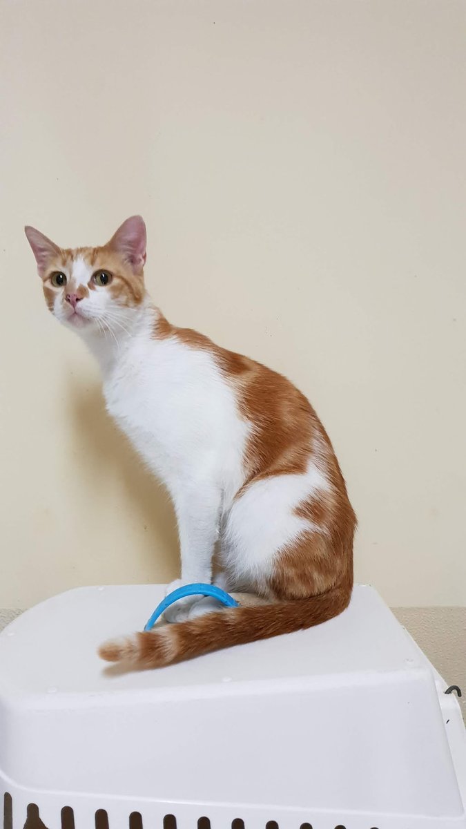 Clínica Veterinária Canifeli Lda.