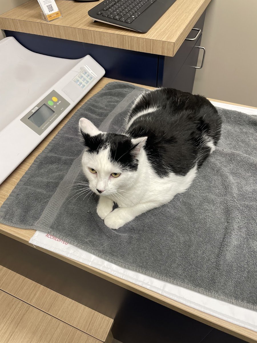 Boston Veterinary Clinic - Photo 2