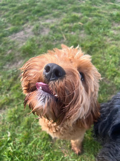 Tails of Tranquility - Dog Day Care