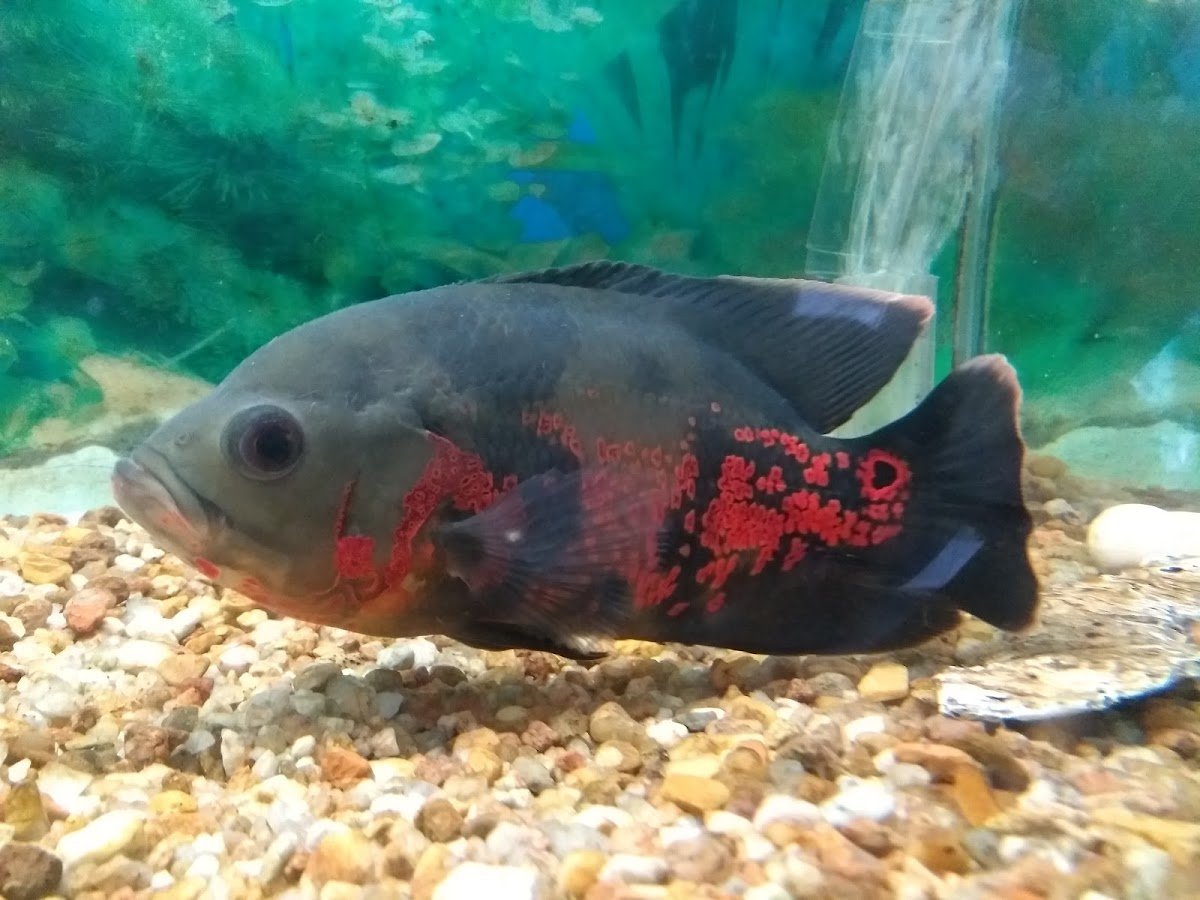 Água Viva Aquários e Pet Shop