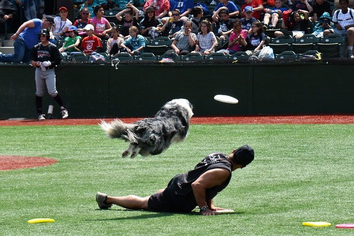 Flying High Dogs - Photo 2