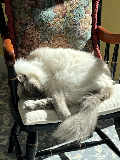 City Paws Cat Sitting