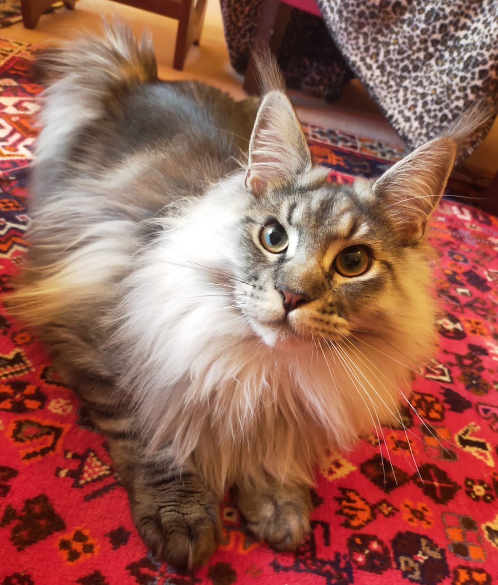 Candyfloss Cats - Photo 2