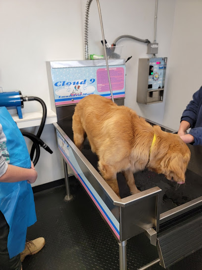Cloud 9Laundra-Mutt - Pet Shop in Boston