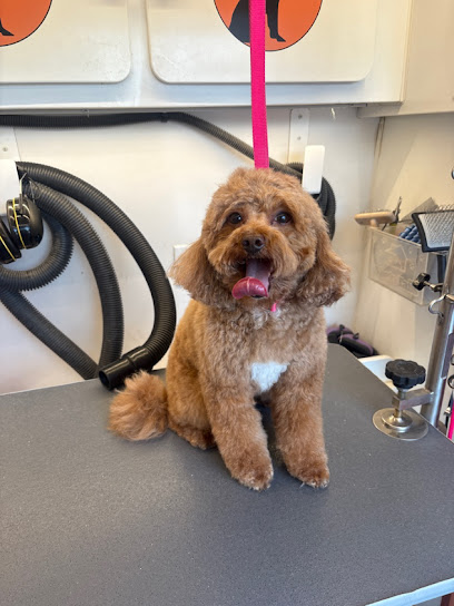 Furry Land Mobile Grooming Boston & Manchester