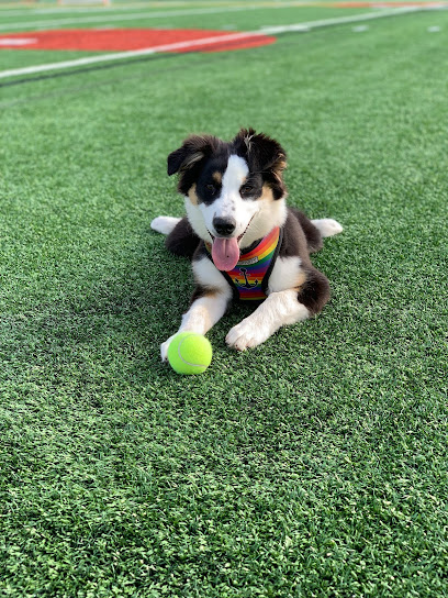 Back Bay Bark - Pet Shop in Boston
