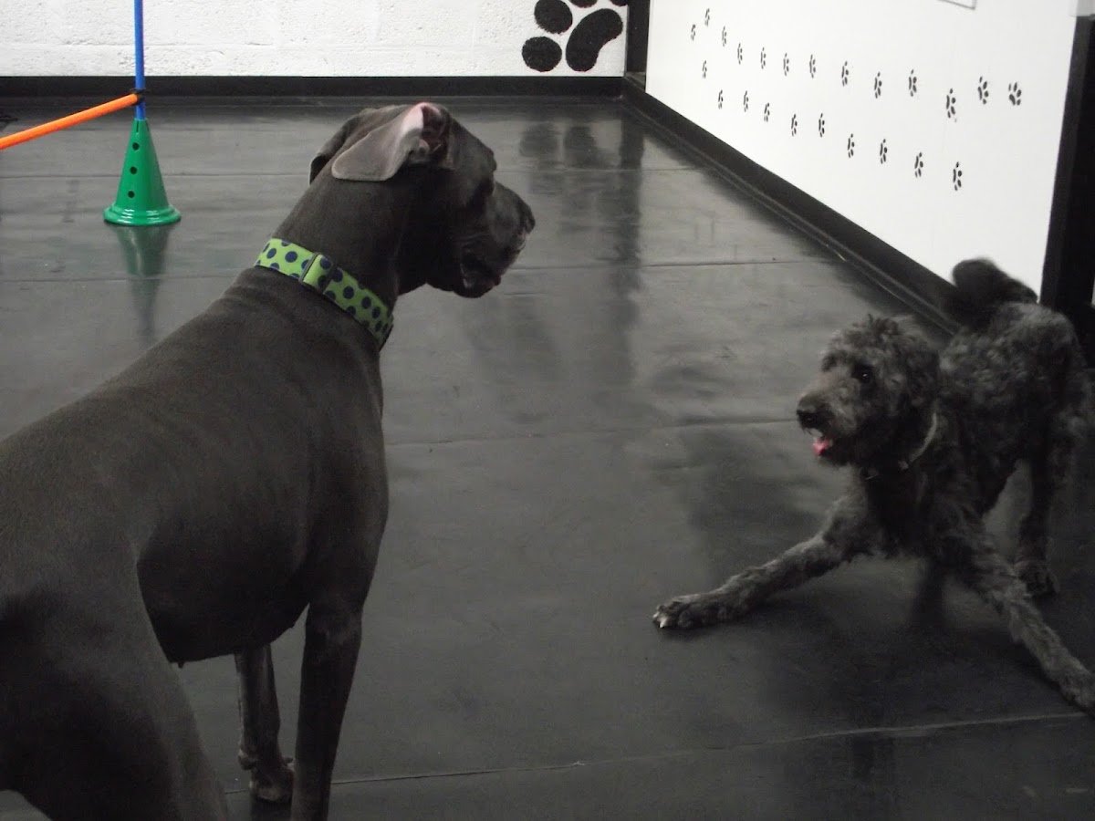 Scooby Day Care - Photo 2