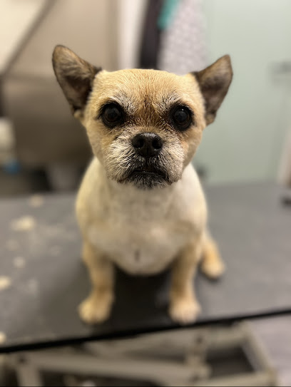 Stress-less Dog Grooming