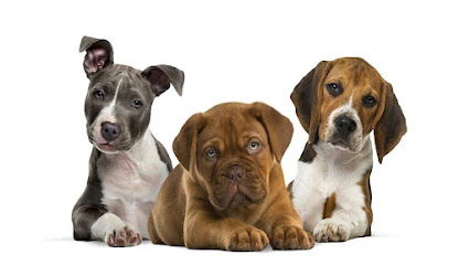 Animal House Calls of North Shore - Pet Shop in Boston