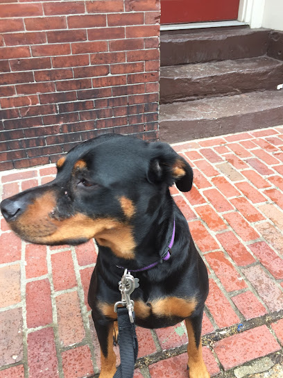 iWillWalkBoston, LLC - Pet Shop in Boston