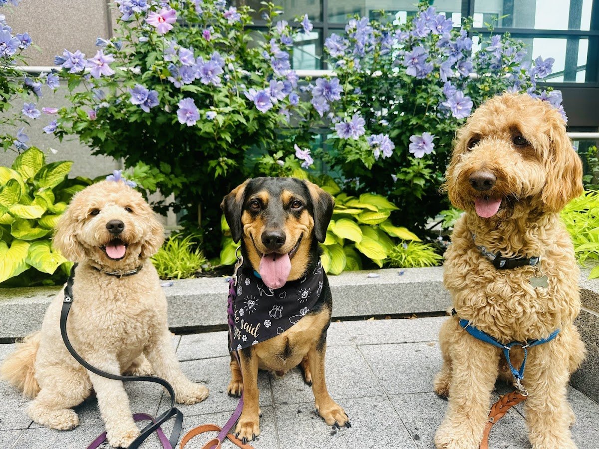 Karen 4 K-9's Boston - Photo 2