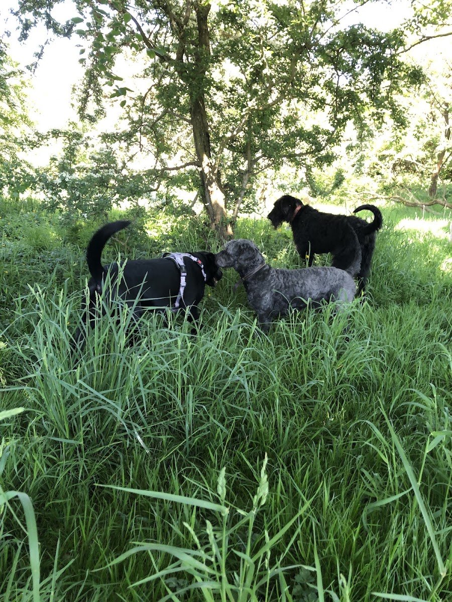 It’s A Pup’s Life - Photo 2