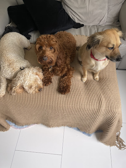 Paws Here Scotland Dog Boarding Day Care