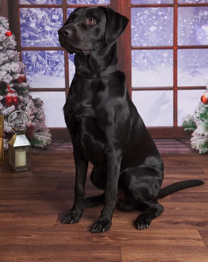 Danielles Dog Training - Photo 2