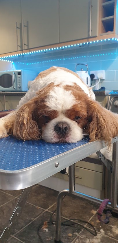 Her of the Dog Mobile Grooming & Pet Treats - Pet Shop in Liverpool