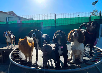 Yappy Days Dog Day Care