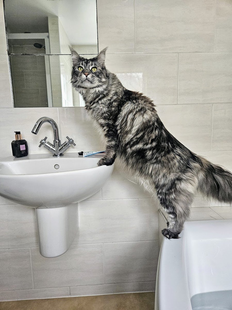 Kate's Cat Sitting - Photo 2