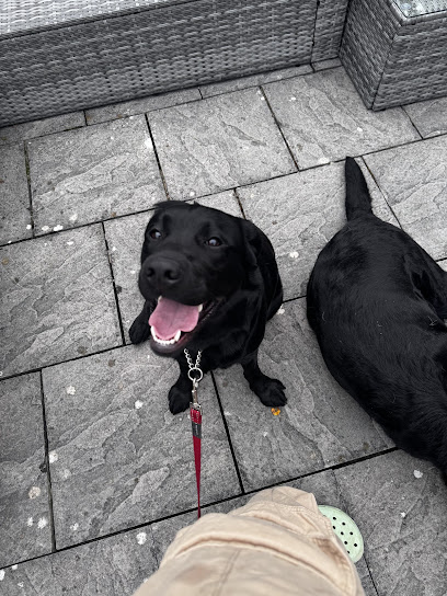 Amber's Pack - Dog Walking and Pet Services