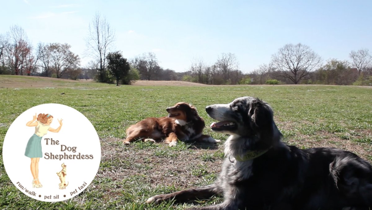 The Dog Shepherdess - Photo 2
