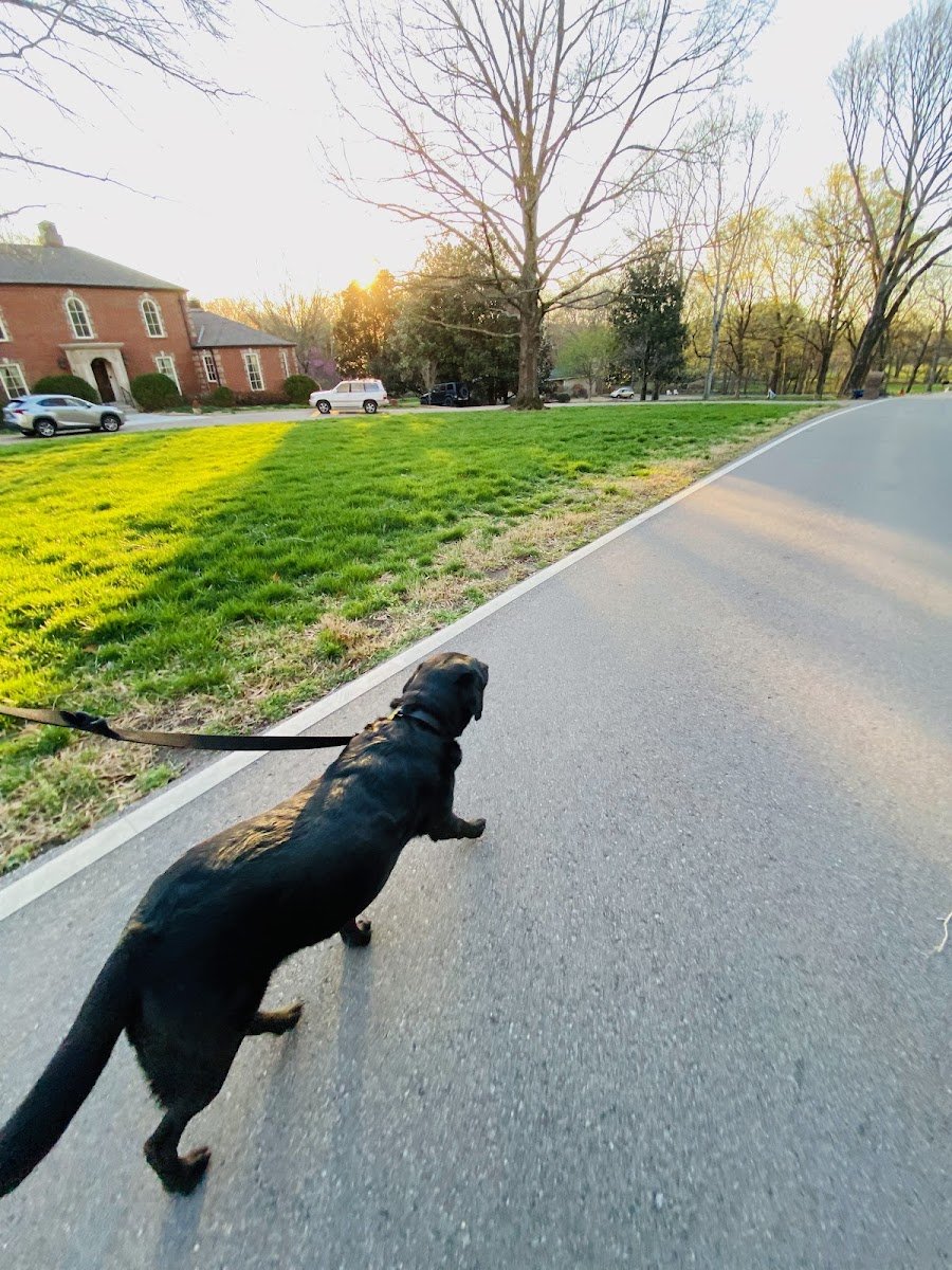Claiborne Canine - Photo 2