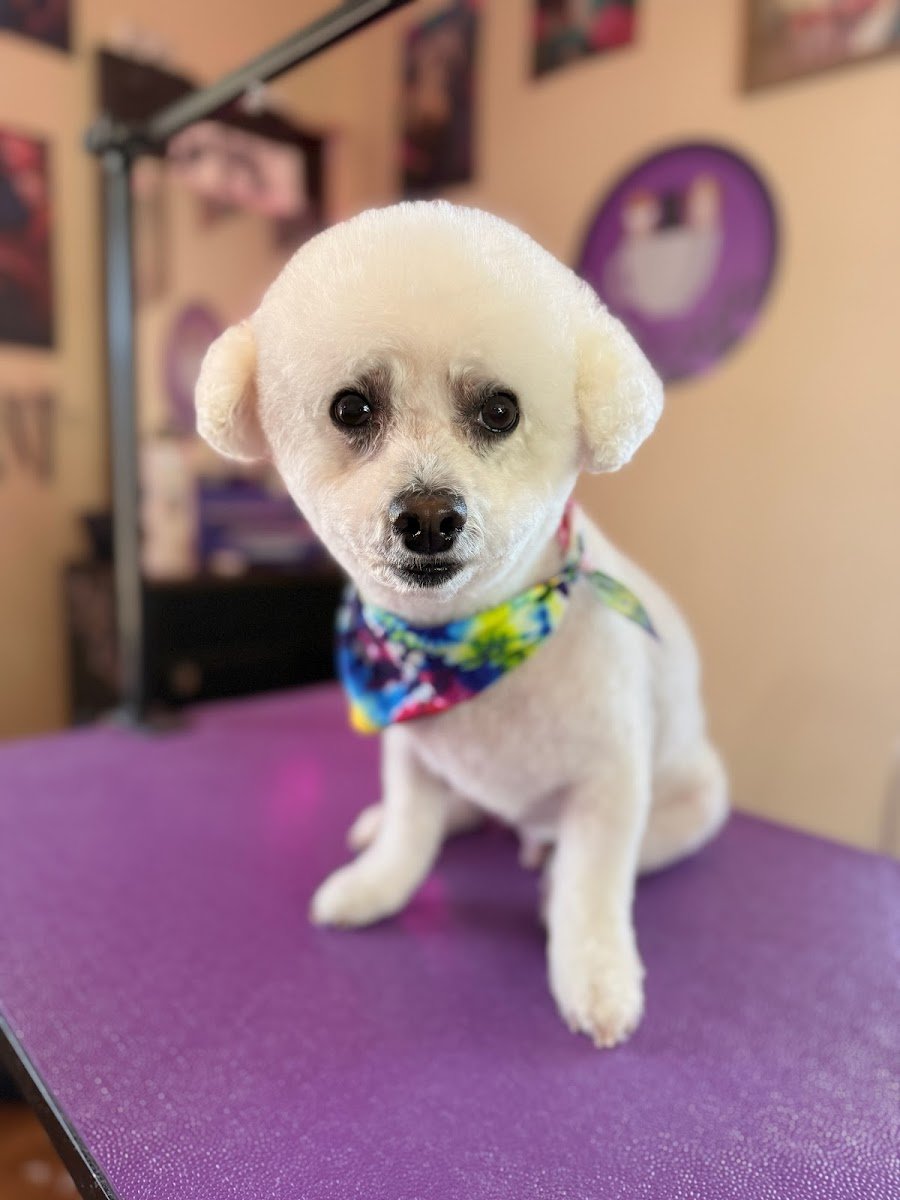 Teacup Grooming - Photo 2
