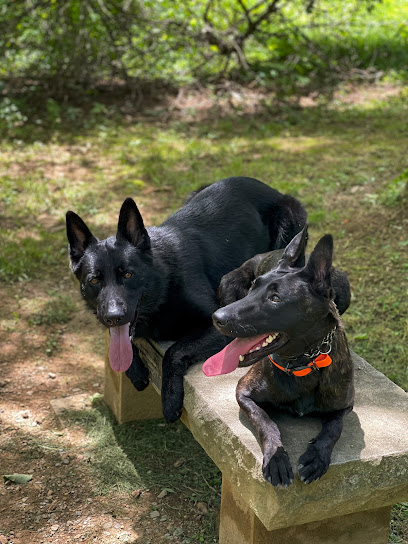 Paw Sync Dog Training