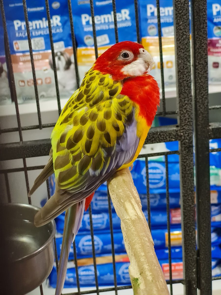 Bicho Bonito Pet Shop Estética Animal - Pet Shop em Feira de Santana