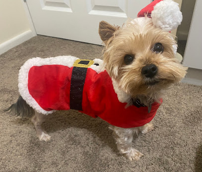 Medivet 24 Hour Alder