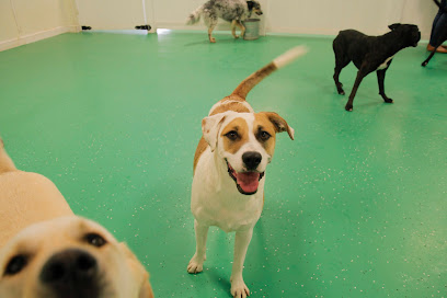 Pet Resorts Dog Daycare