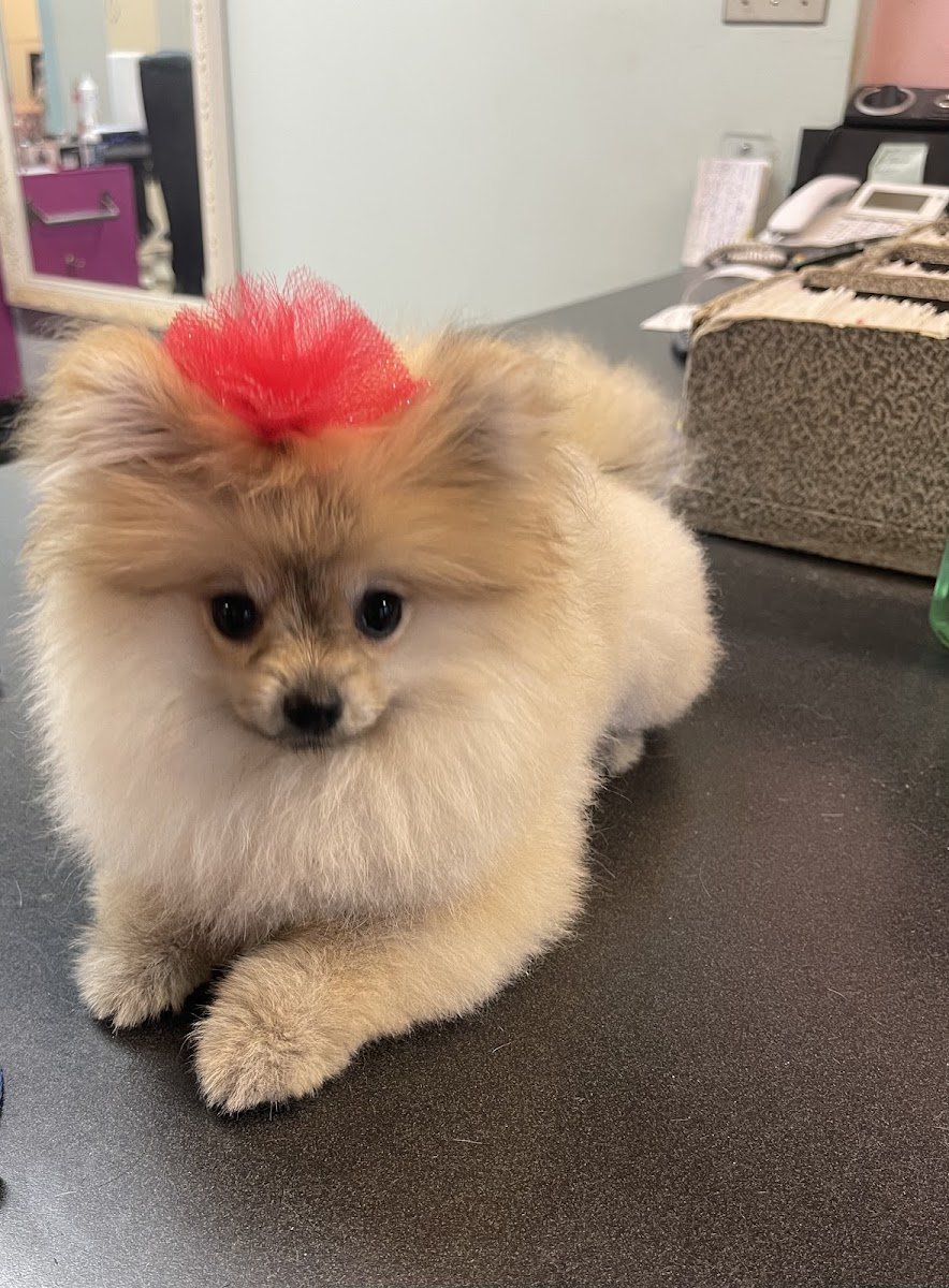 Groomer Has It - Photo 2