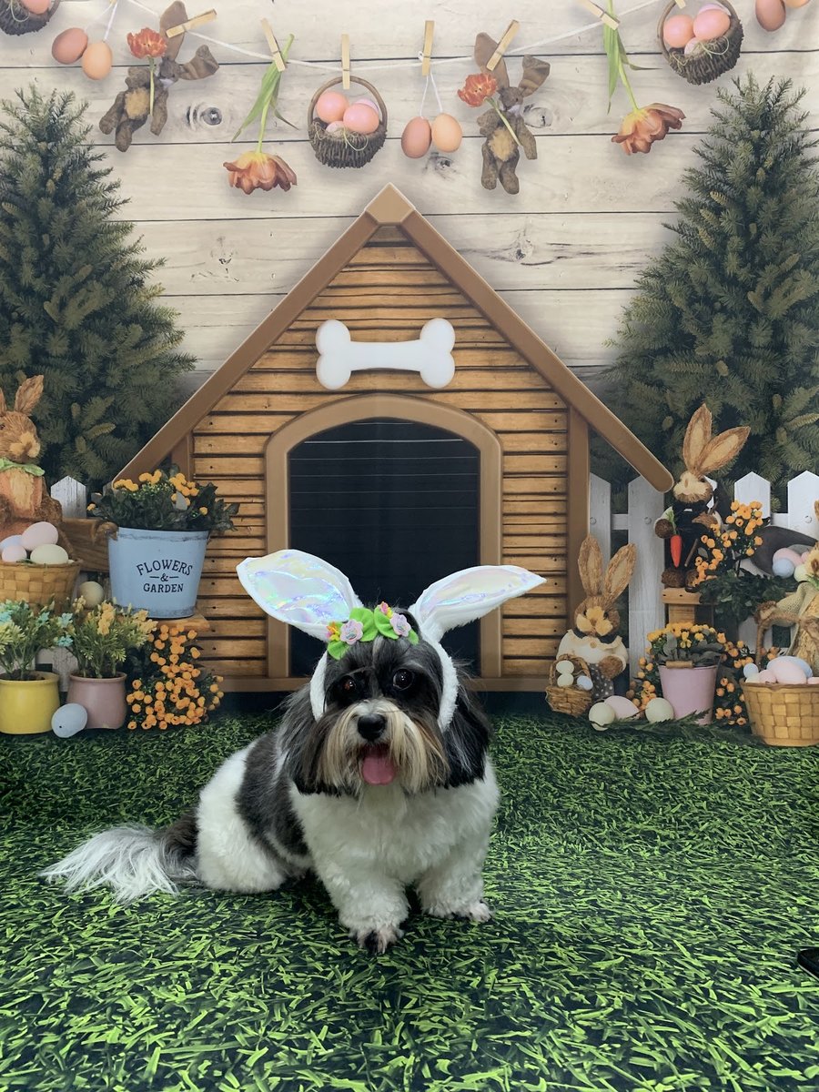 The Fluffy - Estética Animal