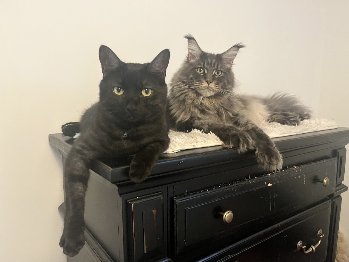 615 Pet Sitting - Photo 2