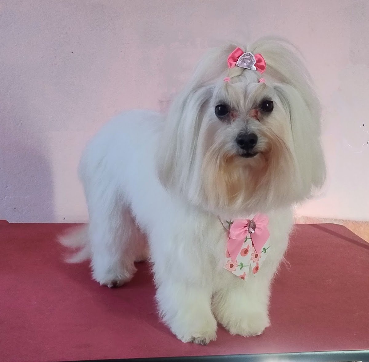 O Cantinho do Animal